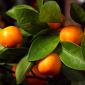 Clementine Branch