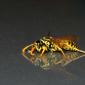Reflected Wasp