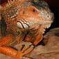 Pumpkin the Orange Iguana